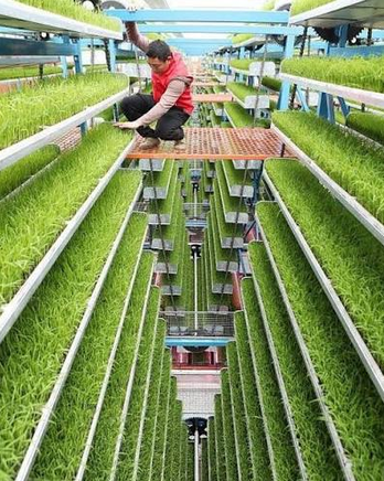 Indoor vertical farm